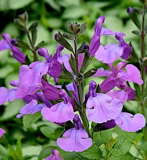 Cool Violet Salvia, Mountain Sage, Little Leaf Sage, Baby Sage, Graham's Sage, Black Currant Sage, Salvia microphylla 'Cool Violet'